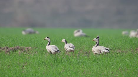 La-Gran-Bandada-De-Gansos-Volando-Sobre-Los-Campos