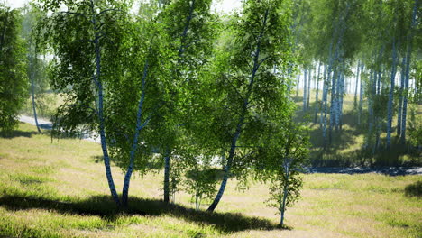 green trees stand in vibrant meadow with soft sunlight filtering through