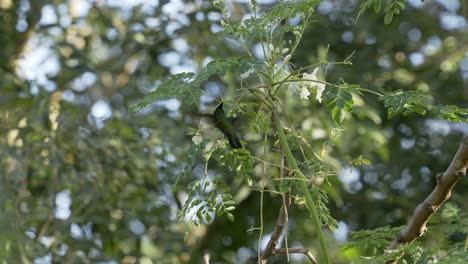 Kolibri-In-Zeitlupe,-Der-Sich-In-Einer-Tropischen-Umgebung-Von-Weißen-Blüten-Eines-Baumes-Ernährt