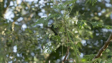 colibrí en cámara lenta alimentándose de las flores blancas de un árbol en un entorno tropical