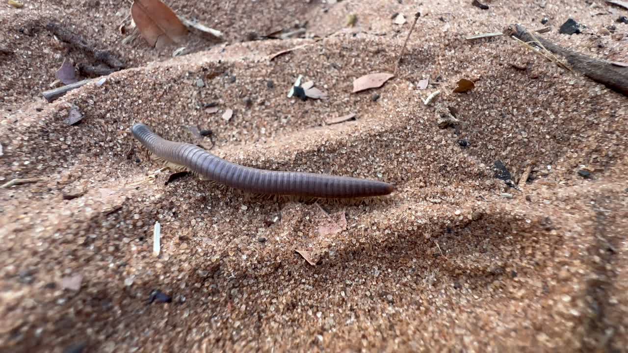 Millepiedi gigante africano (Archispirostreptus gigas) nel Parco Nazionale di Chobe. Botswana.