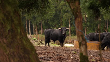 Attentive-Fighting-Bulls-in-the-Pasture-Fields-Staring