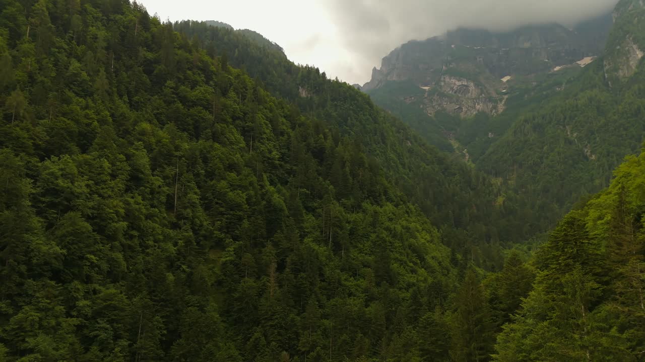 Aerial View of Lush Green Forest in Mountains