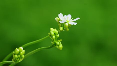 El-Video-Muestra-Una-Mosca-Flotante-Amarilla-Sobre-Flores-Atrapamoscas-De-Venus.