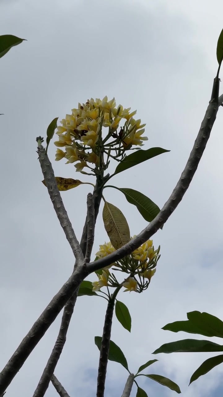 Fiori di plumeria gialli che sbocciano contro un cielo nuvoloso