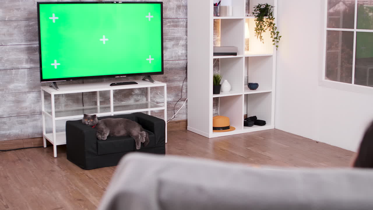 Salotto con TV con green screen e gatto