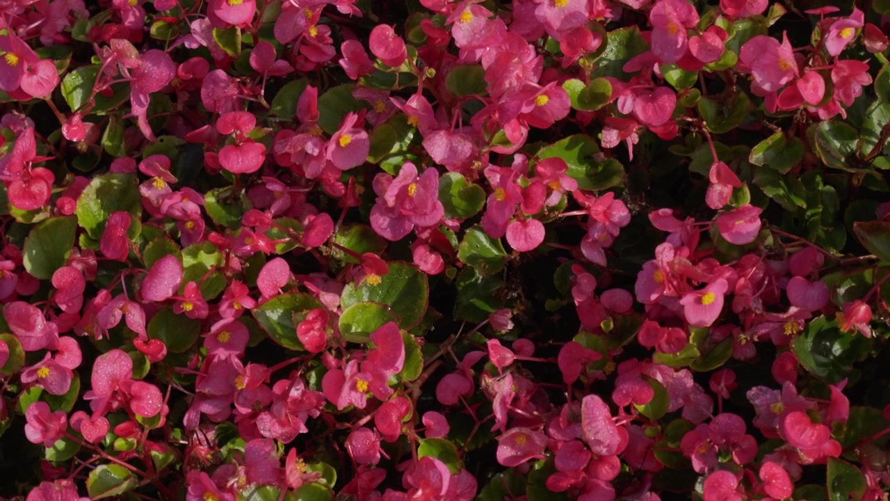 Ekstremt nærbilde makroopptak av tette, dyp rosa asaleablomster som dekker hele rammen, og viser frem levende magentafargede kronblader og naturlig blomstertekstur i skarpt dagslys.