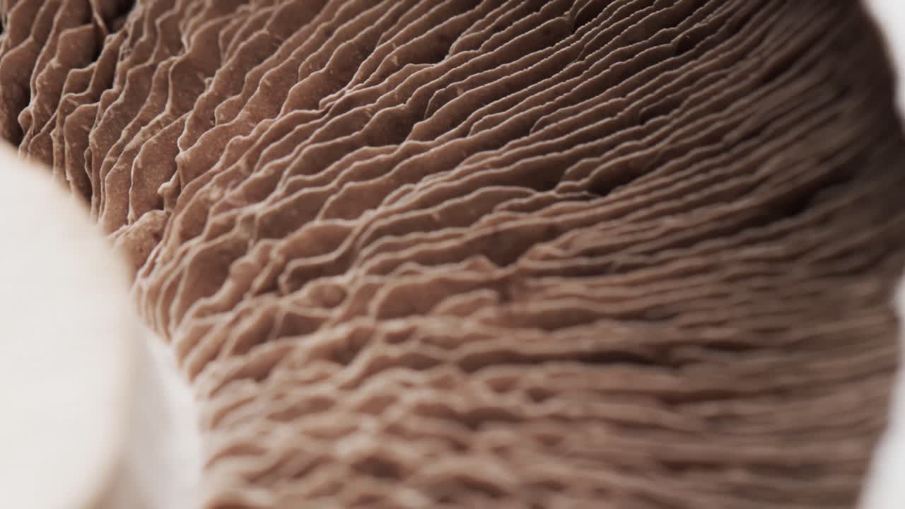 복사 공간과 함께 버섯의 클로즈업의 마이크로 비디오