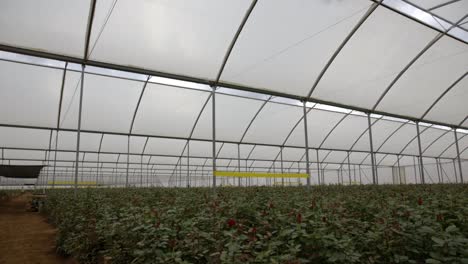 el techo del invernadero se inclina hacia abajo a las rosas rojas