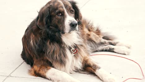 australian shepherd relaxing