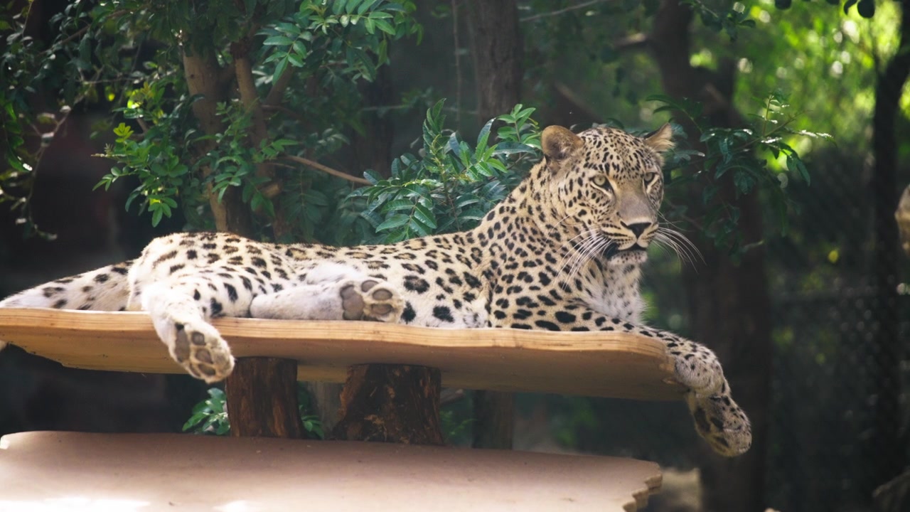 Ahşap plaka üzerinde yatan leopar.
