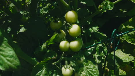 un grupo de tomates jóvenes que maduran en un jardín orgánico en el patio trasero