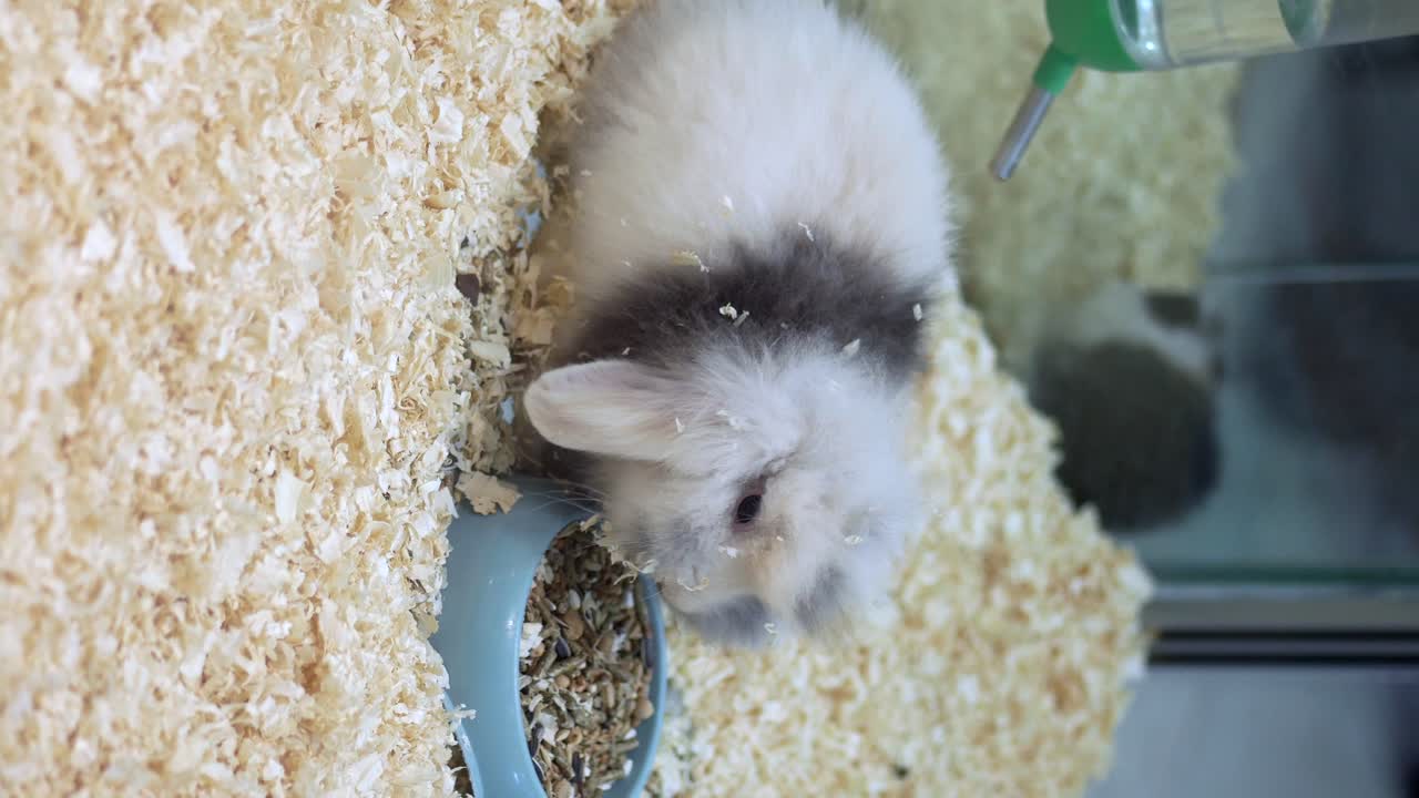 A fluffy white and grey rabbit in a pet cage