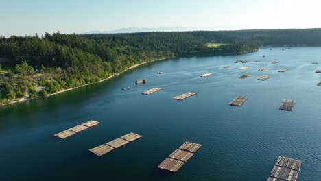 Breite-Luftaufnahme-Vieler-Muschelfarmdocks-Vor-Der-Küste-Von-Whidbey-Island