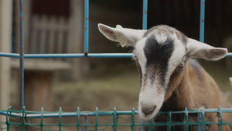 A-child's-hand-hands-out-a-treat-to-a-goat-that-eats-it-through-a-fence-on-the-farm.