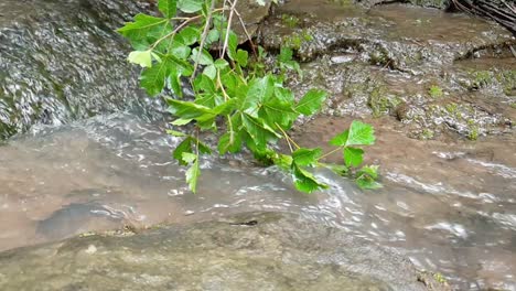 meditate-tranquil-and-peaceful-calm-flowing-water-from-a-mountain-spring-water-stream-running-down-huge-sandstone-slabs-of-rock-with-green-plant-leaves,-crystal-clear-drinking-water