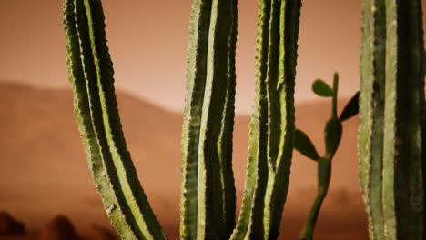 Atardecer-En-El-Desierto-De-Arizona-Con-Cactus-Saguaro-Gigante