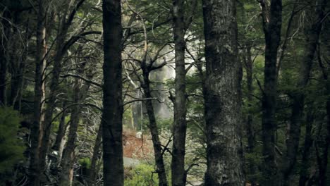 waterfall in a forest in south of chile