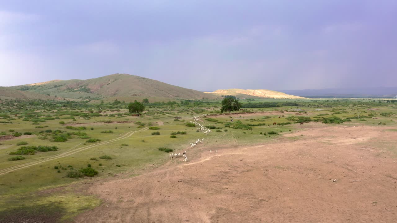 Dolly aereo con drone sopra un pastore nomade che sposta animali attraverso la prateria della Mongolia