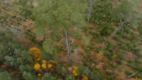 vista aérea de un bosque donde crecen varios árboles coníferos de diferentes alturas