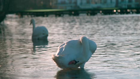 Ein-Wunderschöner-Weißer-Schwan,-Der-Sich-Bei-Sonnenaufgang-Auf-Dem-Wasser-Putzt---Nahaufnahme