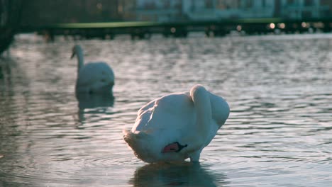 un hermoso cisne blanco acicalándose en las aguas al amanecer - primer plano