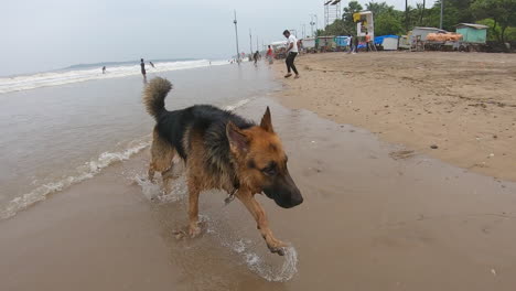 german shepherd dog running on the beach chasing their owners