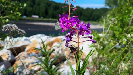 a vibrant display of nature: stunning purple flowers blooming alongside a majestic riverbed with a graceful butterfly visiting