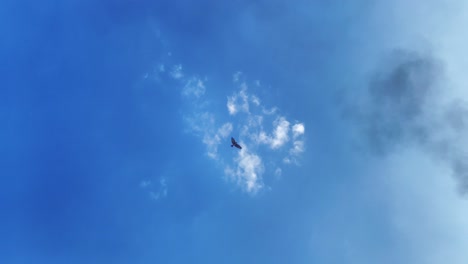 Wings-of-Freedom:-captivating-falcon-flight-in-Bangladesh's-blue-Sky