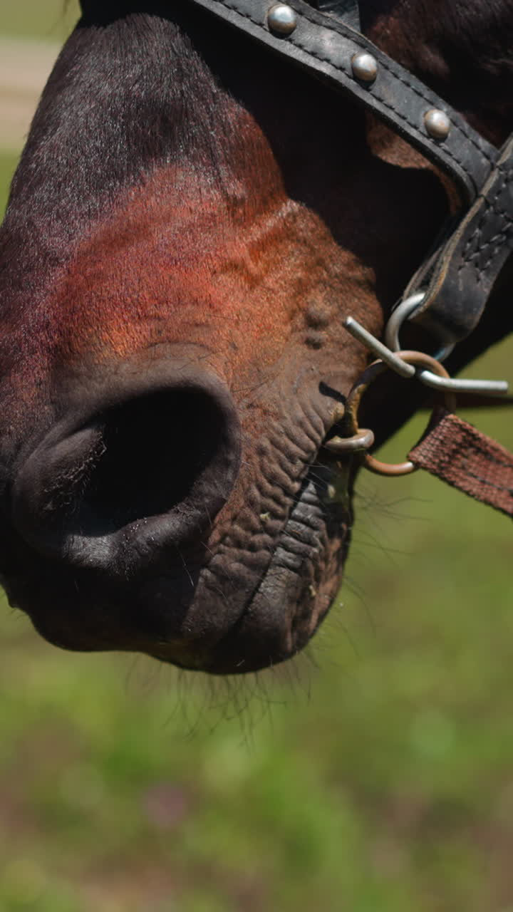 Muzzle of brown horse wearing stylish harness with metal rivets and messy mane at farm pasture closeup. Ranch equine animal on sunny day slow motion