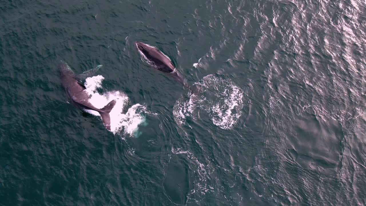 Two whales migrating through dunsborough Western Australia captured from an aerial view