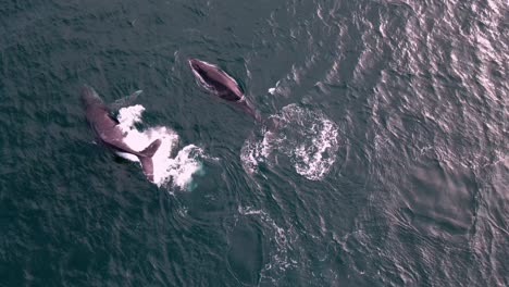 Dos-Ballenas-Que-Migran-A-Través-De-Dunsborough,-Australia-Occidental,-Capturadas-Desde-Una-Vista-Aérea