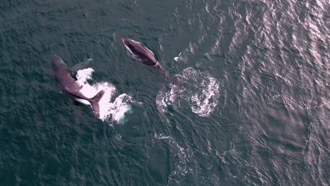 dos ballenas que migran a través de dunsborough, australia occidental, capturadas desde una vista aérea