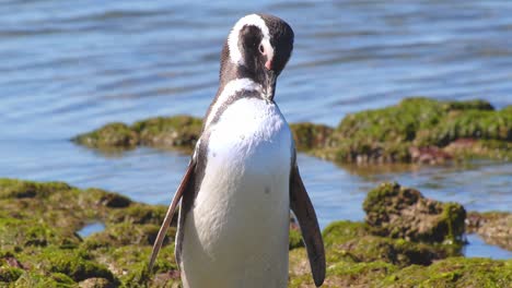 primer plano del pingüino de magallanes arreglándose aleteando sus alas y sacudiendo la cabeza en una orilla rocosa cubierta de algas verdes