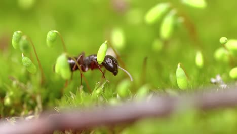 ant close-up in the wild.