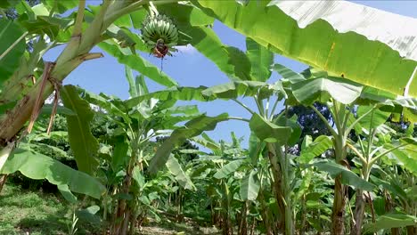 finca bananera, plantaciones de banano