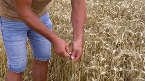 a ukrainian wheat farmer separates the grain from the chaff with his hand while threshing their harvested wheat crop fields during the summer in ukraine