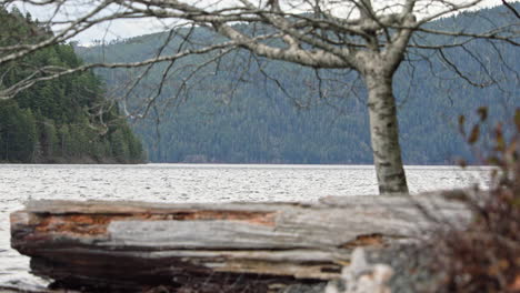 Gran-Madera-A-La-Deriva-Lavada-En-Tierra-Con-Un-árbol-Calvo-En-El-Fondo-En-El-Lago-Crescent,-Washington