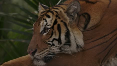 tigre acostado de cerca escuchando presas en la jungla