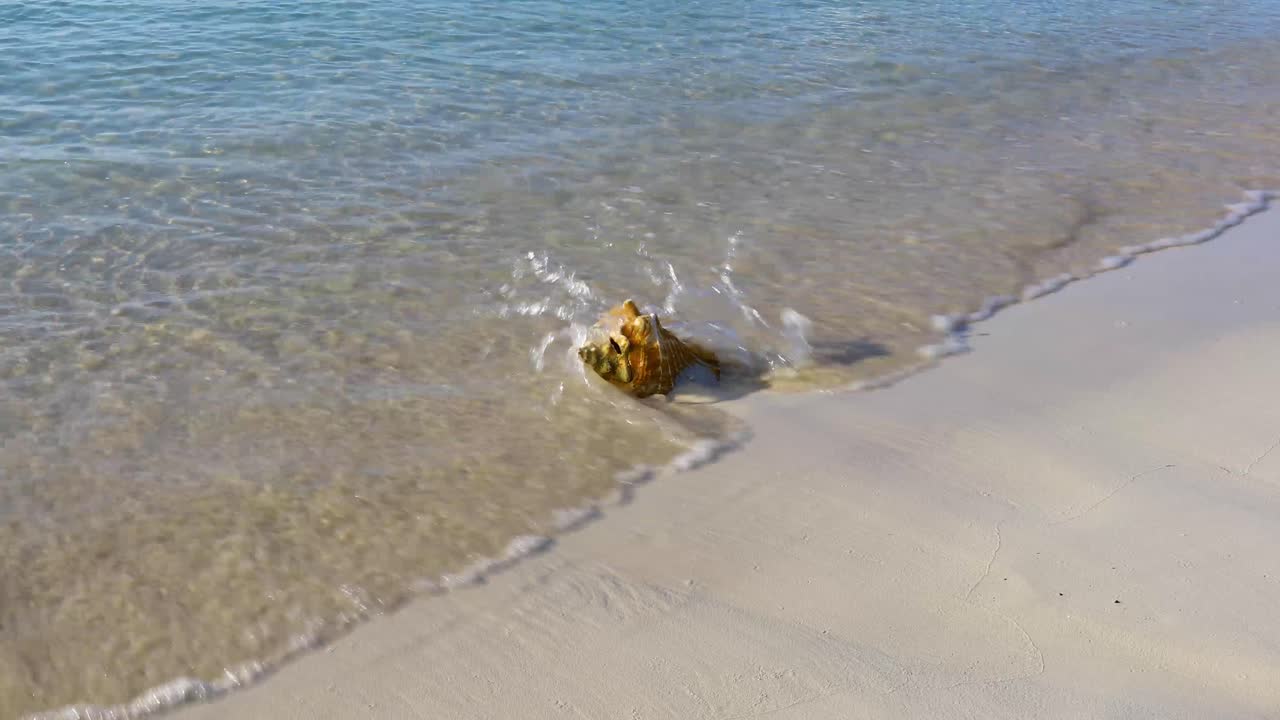 статическое видео раковины на пляже в эксуме, багамы