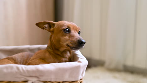pequeño perro marrón sentado y relajado en una cesta de mimbre sobre una alfombra