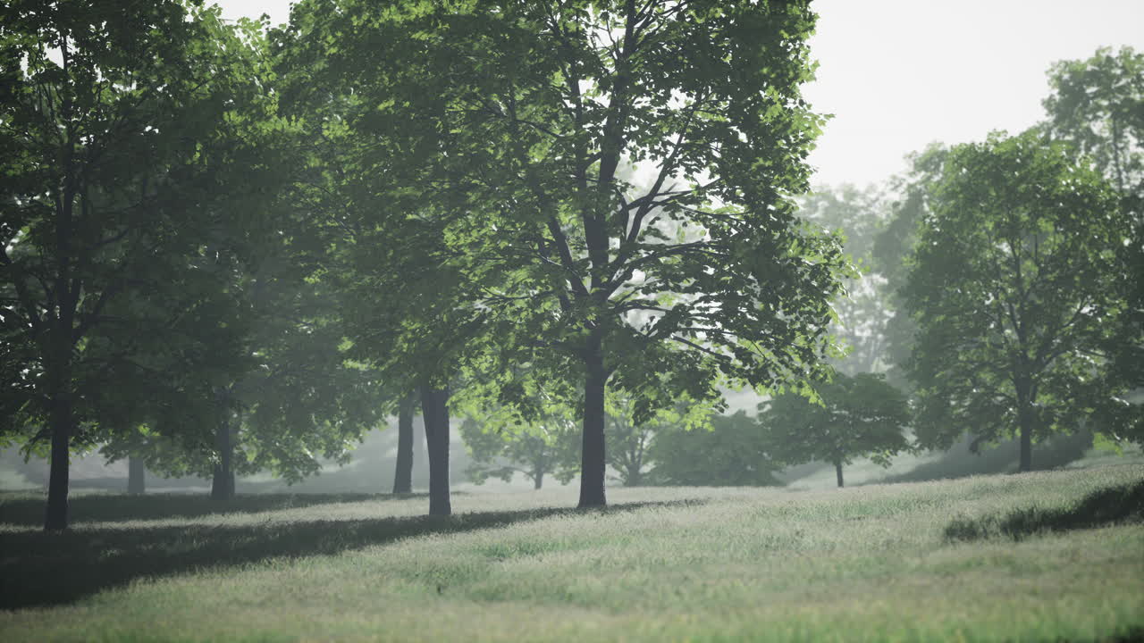 여름에 녹색 메이플 잎
