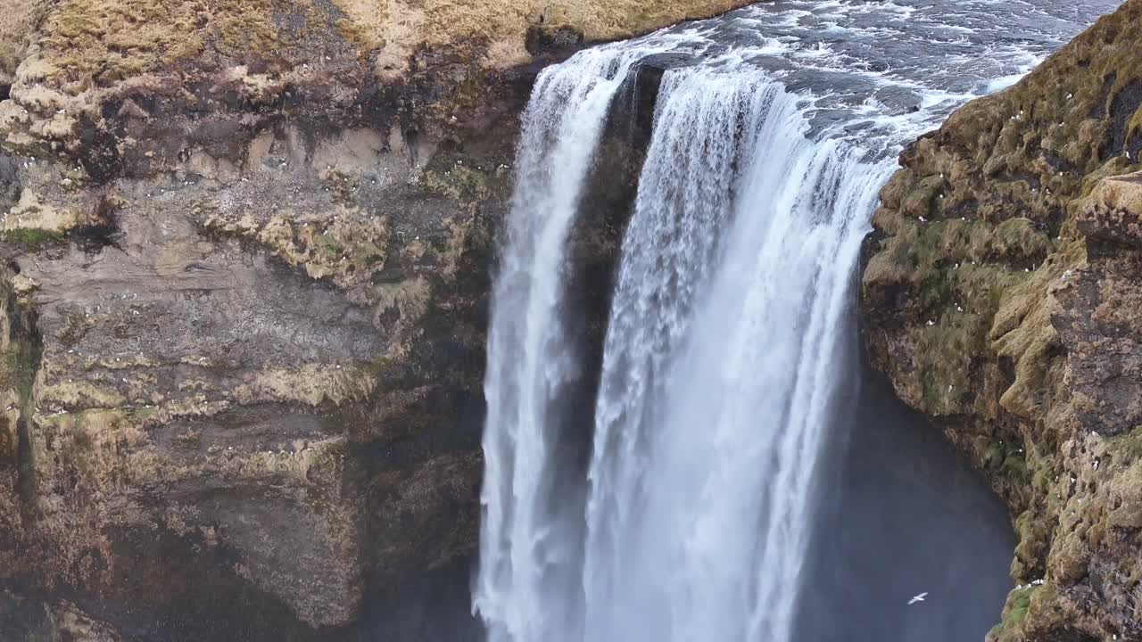 Powerful waterfall flow of Skógafoss plunges from cliff edge into gorge with brid flying. Skógar, Iceland