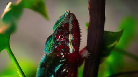 vertical footage of red, green and blue panther chameleon walking around