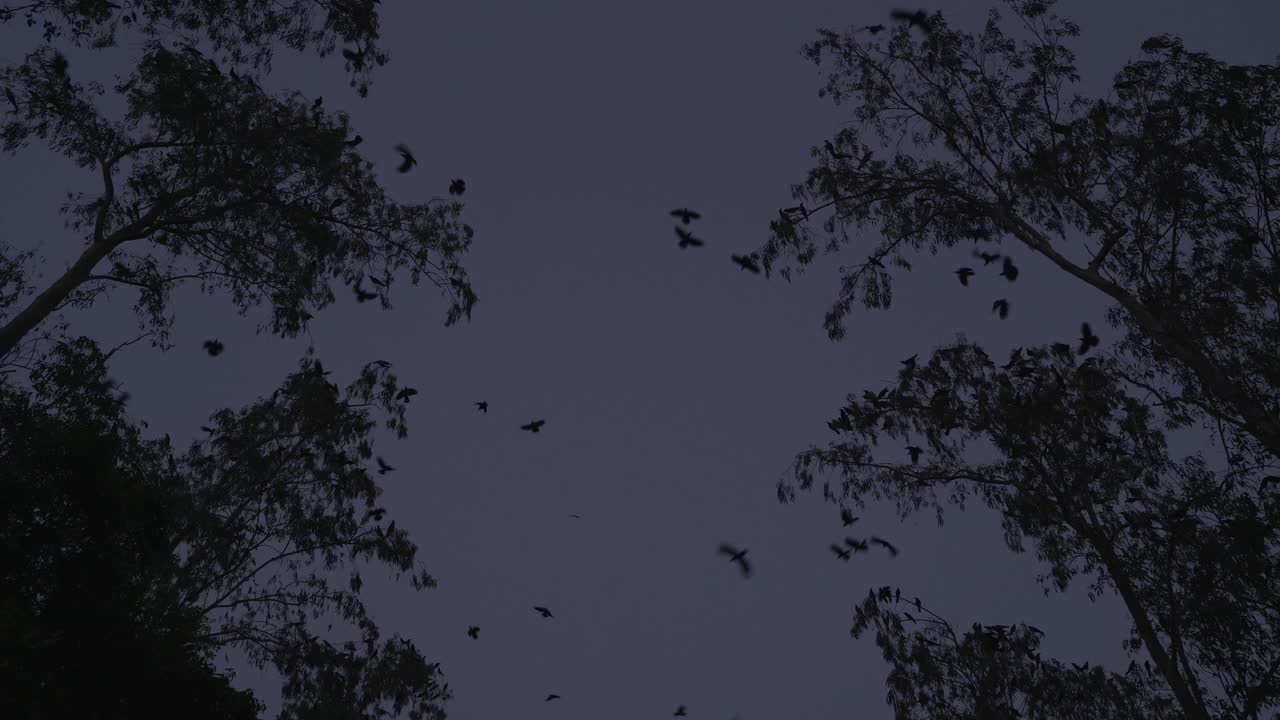 오후에 새들은 집으로 돌아갑니다.