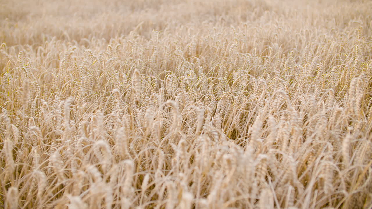 toma panorámica del campo de trigo de cerca