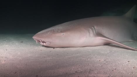 nurse shark resting on sandy ocean floor moving it's gills to absorb oxygen