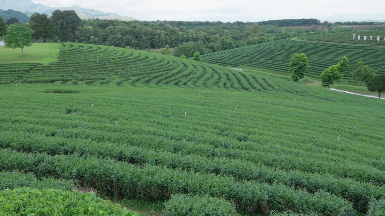 Lush Green Tea Plantation on Rolling Hills