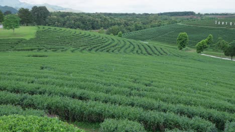 lush green tea plantation on rolling hills