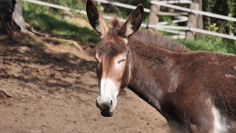 burro soñoliento en el soleado corral de mulas gira la cabeza lentamente hacia la cámara